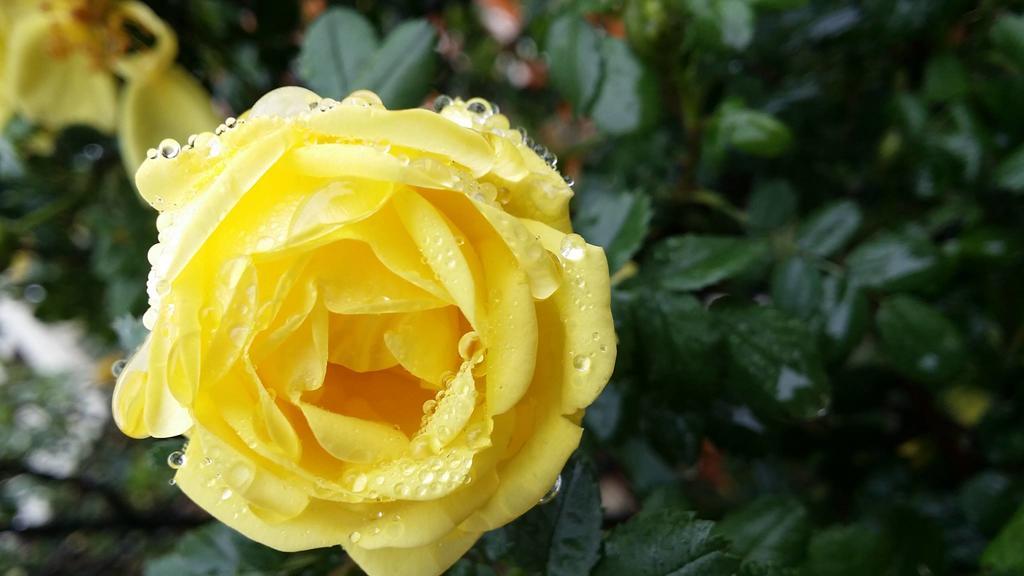 Briar Rose Bed & Breakfast โบลเดอร์ ภายนอก รูปภาพ